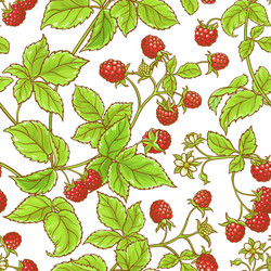 aspberry branch pattern vector image