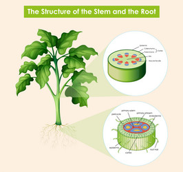 diagram showing structure stem and root vector image