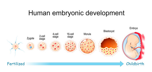 Embryo month stages of development Royalty Free Vector Image