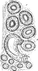 epididymis of a dog vintage vector