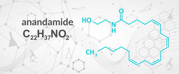 anandamide endogenous cannabinoid neurotransmitter vector