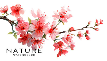 delicate branch of blossoming flowers Vector Image