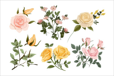 Watercolor Rose Bouquet Vector Image