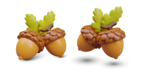 realistic oak tree fruit with shadow in different vector image
