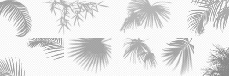 shadow overlay from a palm tree branch isolated vector image