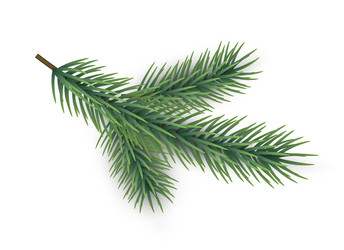 fir tree branch green pine part christmas Vector Image