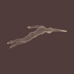 3D Wireframe Swimmer Model vector image