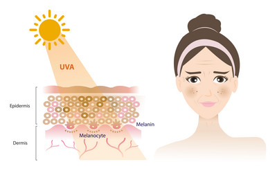 uva rays penetrate into the skin layer vector