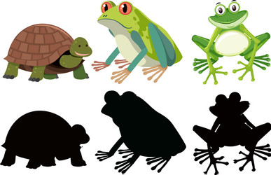 Turtle and Reptile Set vector image