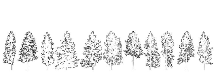 set of fir trees for architecture and landscape vector image