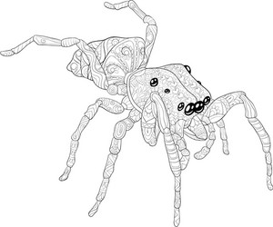 Adult coloring bookpage a cute spider Royalty Free Vector