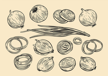 Onion bulb and rings sketch fresh vegetables set vector