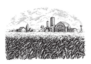 Rural Farm Sketch - Wheat Field Vector Image