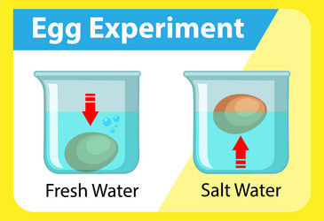 Science experiment with egg float test Royalty Free Vector