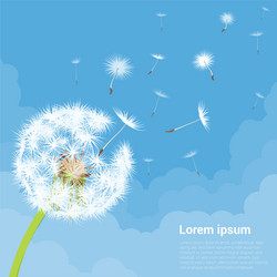 Dandelion seeds blowing away on the wind vector