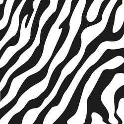 Zebra Stripe Texture vector image