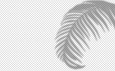 shadow overlay from a palm tree branch isolated vector image