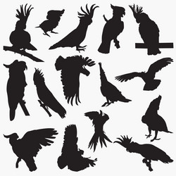Silhouettes of Cockatoos Vector Image