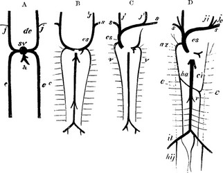 development of great veins vintage vector