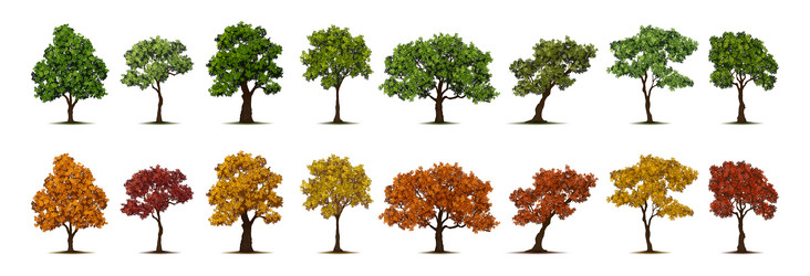 spring and autumn trees with foliage vector image