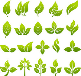 Stylized Plant Icons & Elements Vector Image