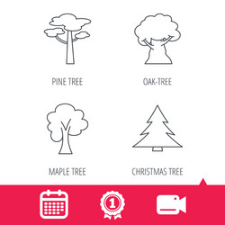 Pine tree maple and oak-tree icons vector