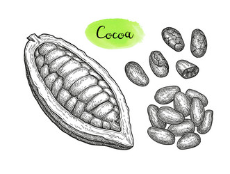 Cocoa Pod and Beans Sketch vector image