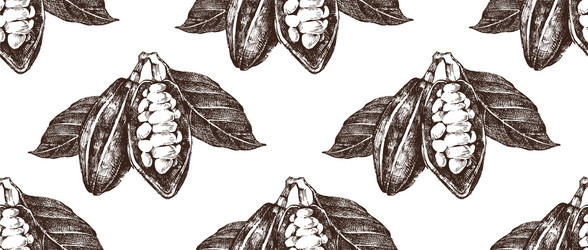 hand drawn seamless pattern with cocoa beans vector image