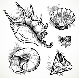 Shell Sketches - Diverse Shapes vector image