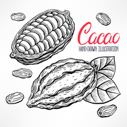 sketch cacao beans vector