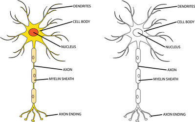 Sensory neuron motor and interneuron Royalty Free Vector
