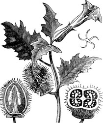 thorn apple engraving vector