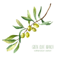 Watercolor Olive Branch Vector Image