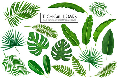Tropical Leaf Set Vector Image