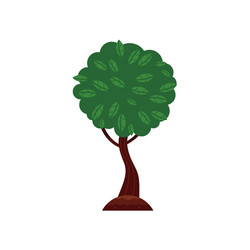 flat green abstract tree with foliage icon vector image