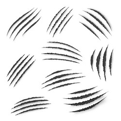 Animal Claw Marks & Scratches Vector Image