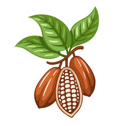 cocoa beans isolated on white background vector image
