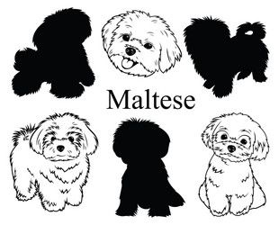 Adorable Maltese Puppy Collection Vector Image