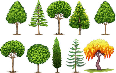 set of different types trees vector