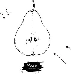 pear slice drawing isolated hand drawn vector