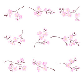 blooming cherry branches with tender pink flower Vector Image