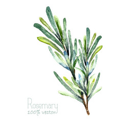 Watercolor Rosemary Sprig Vector Image