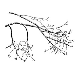 Spring Tree Branch Sketch vector image