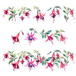 fuchsia flowers set watercolor hand drawn Vector Image