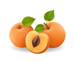 Apricot image fresh fruit 3d realistic icon Vector Image