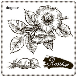 Canine hip dog rose hand drawn botanical sketch Vector Image