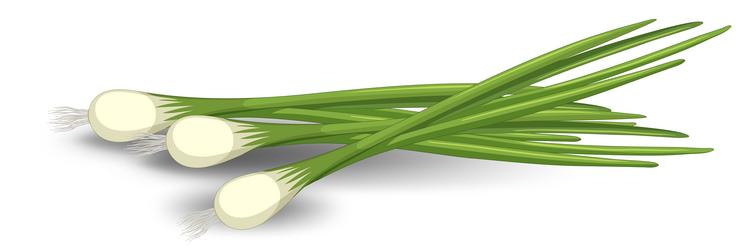 Spring onion in different forms vector