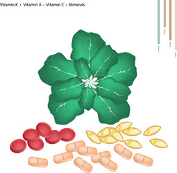 green collard with vitamin k a and c vector