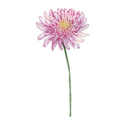 Pink Chrysanthemum Watercolor Vector Image