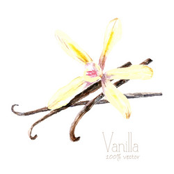 Vanilla Pods Watercolor Vector Image